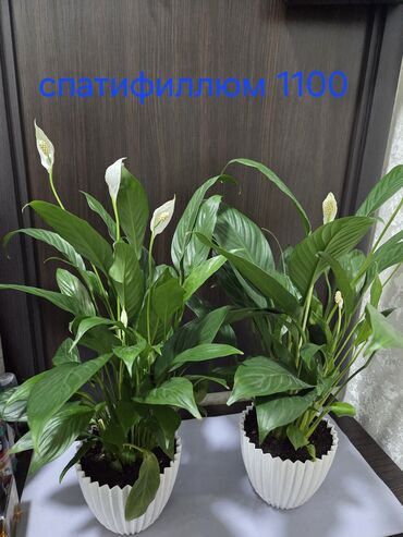 кустовые розы цена: Спатифиллум (Spathiphyllum), «Женское счастье» - Пышные, взрослые