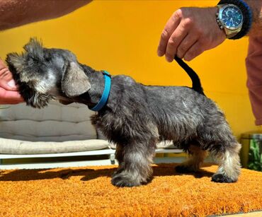 Psi: Odgajivacnica Pet house nudi prelepe stence Patuljastog snaucera Biber — 6