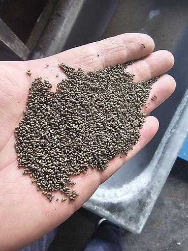 Семена льна: Семена люцерна,очищенный,магниченый,8летка Оптом и в розницу at lalafo.kg — 1 Семена льна: Семена люцерна,очищенный,магниченый,8летка Оптом и в розницу — 1