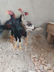 гнездовой домик для волнистых попугаев: Майский жожолор сатылат