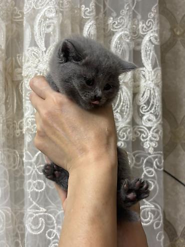 бесплатные котята в душанбе: Британская, В добрые руки, Самовывоз, Бесплатная доставка, Платная доставка — 6