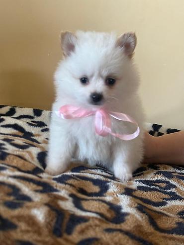 chihuahua qiymeti: Şpitz — 2