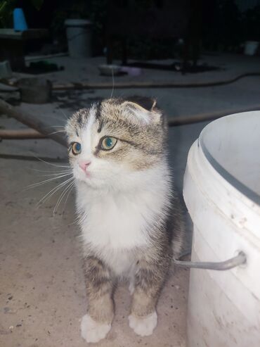 купить домик для кошки недорого: Шотландские вислоухие котята (Scottish Fold) - Порода: шотландская
