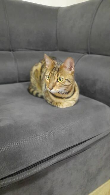 сиамский вислоухий кот цена: Продаю бенгальского кота, кастрирован. Возраст 1,5 года. Пишите на