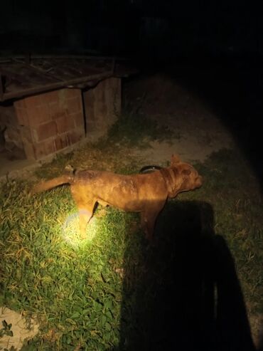 Çəngəllər: Pitbul, 3 il, Erkek, Peyvəndli, Ünvandan götürmə