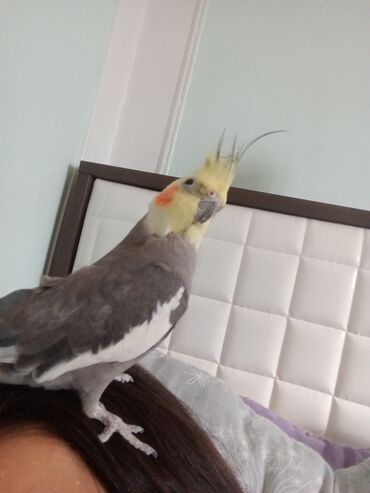 Tutuquşları: 9 aylıq korella təcili satılır! Gərəkdir 9 ayliqdir qəfesi SU qabı yem — 5