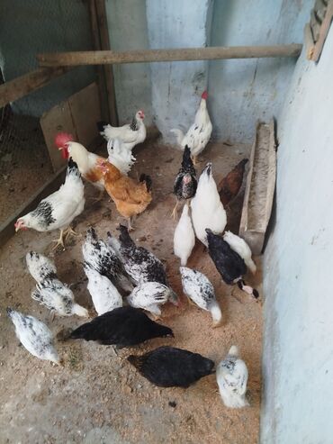 cücə və xoruz: Toyuq, Damazlıq, Ünvandan götürmə
