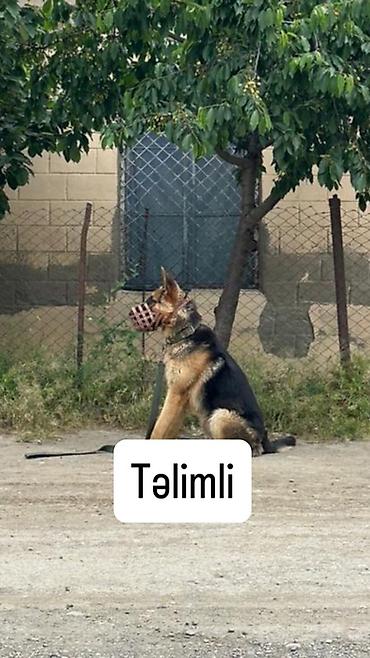 çoban kucuyu: Alman çoban iti, 11 ay, Erkək, Peyvəndli, Ünvandan götürmə — 1