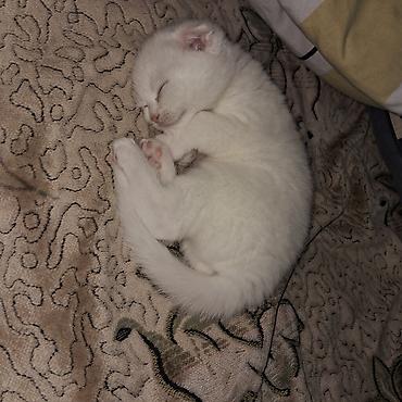 Pişiklər: Şinşilla, Dişi -da lalafo.az — 5 Pişiklər: Şinşilla, Dişi — 5