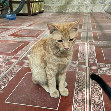 шотландские котята в добрые руки: Dişi, Yaxşı əllərə, Ünvandan götürmə