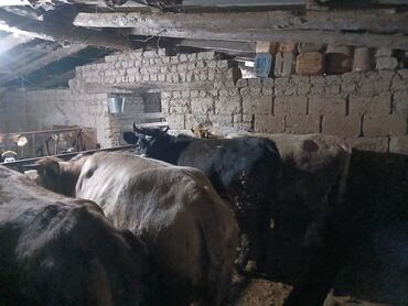 Коровы, быки: Продаю | Корова (самка), Бык (самец), Музоо, торпок | На забой, Для разведения, На откорм | Осеменитель, Привязанные — 3