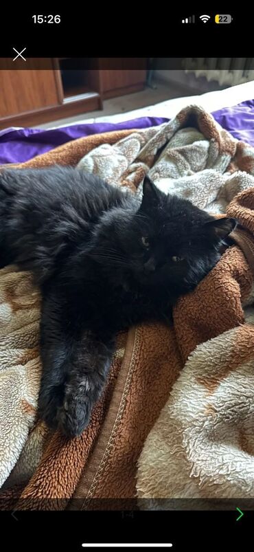 домик для котов: Отдаем в добрые рукибольшого черного кота .Кот с характером,лишние