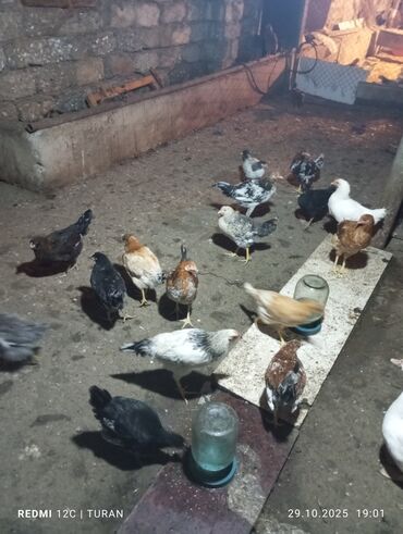 Toyuqlar: Yemləmə yerləri ilə təmin edilib. - Yumurtalıq və ətlik məqsəd uyğun — 9