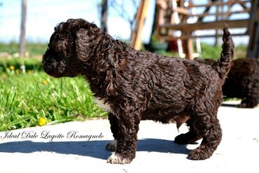 Psi: Lagotto Romagnolo štenci dostupni u odgajivačnici Ideal Dale Otkrijte — 3
