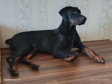itlerin satisi 2017: Doberman, Erkək, Cütləşmə üçün — 1