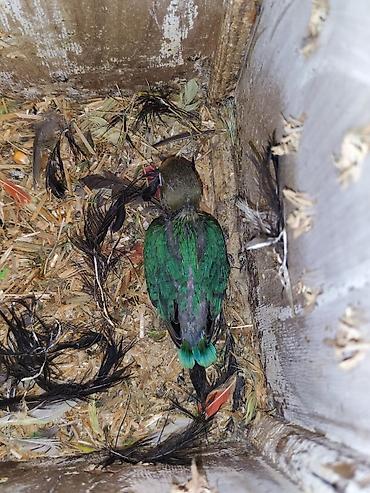 Tutuquşları: Sevgi quşları (lovebird) – bir neçə fərqli rəng mutasiyası ilə — 6