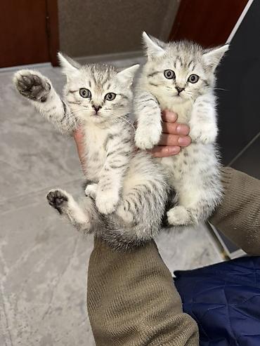 Отдам даром кошку: Котята ищут заботливых хозяев 🐾 Отдам котят в добрые, ответственные — 2
