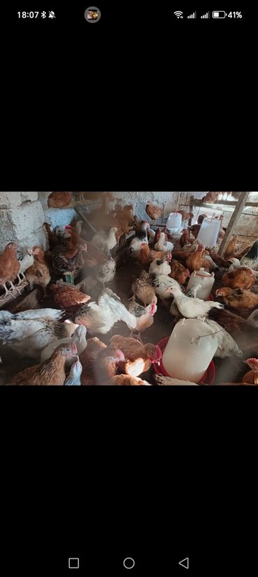 cins inekler: Sivirlibs. Tam saglam cuce ler. 2 ayliq dilar. Ceki 1 kilo. Qiymet bir