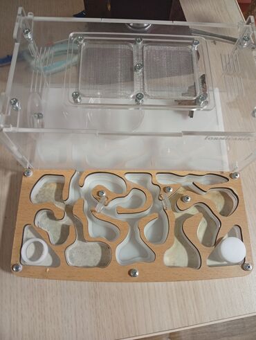 купить собаку боксер: Продаю формикарий