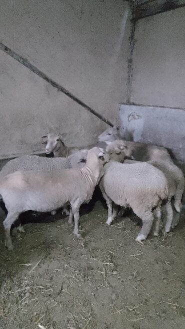 Бараны, овцы: Продаю | Овца (самка), Ягненок | Меринос | На забой, Для разведения