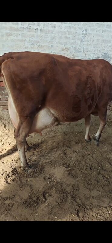 Inəklər, öküzlər: Inek 3 balasi dogub disi balaldir 4 ayliq disi duyesi var her saganda — 9