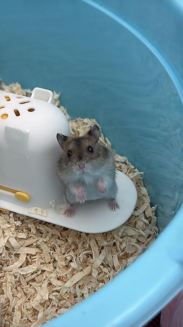 hamster al: Uşaqlara oyuncaq kimi verilməyəcək. Yalnız məsuliyyətli və heyvanlara — 4