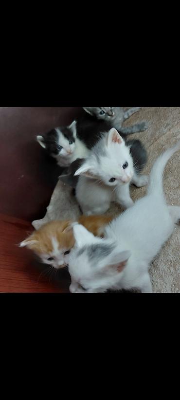 ev iti ucuz: Sevimli balaca pişiklər – bir neçə rəngdə və naxışda: - Rənglər — 3