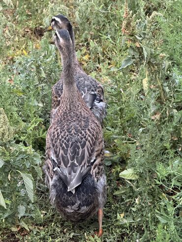 мала сатылат: Продам уток 🦆