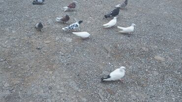 Göyərçinlər: Məhsul: Güvənçinlər (xüsusi uçuş və rəng çeşidləri) Təsvir: - — 9