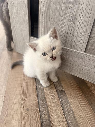 вислаухая кошка: Шотландский короткошёрстный котёнок, В Оше срочно ‼️ окрас крем-пойнт — 4