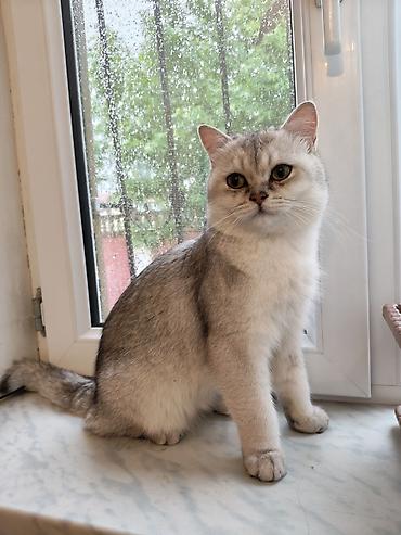 pişik cut: Şinşilla, Erkək, Yaxşı əllərə — 1