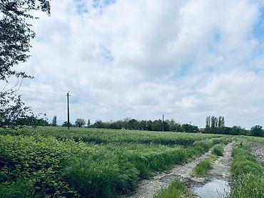 Torpaq sahələrinin satışı: Kənd təsərrüfatı, Kupça (Çıxarış) — 6