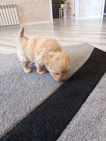 İtlər: Pudel, 2 ay, Erkek — 2