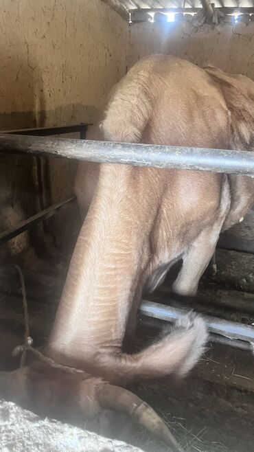 Коровы, быки: Продаю | Корова (самка) | Для разведения | Привязанные — 11