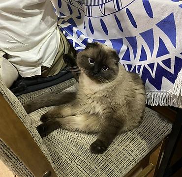 котята вислоухие бесплатно: ОТДАМ ДАРОМ Шотландская вислоухая кошка (окрас пойнт) Ищем самых — 1