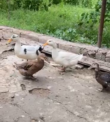 Digər quşlar: Salam, biri 25manatdir hamisin alana endirim olacaq 4denedir 2si erkey