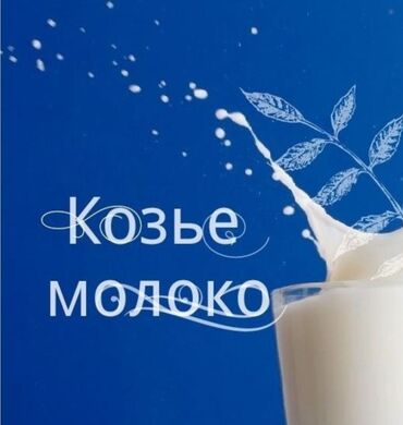 форель ош: Продаю козье молоко