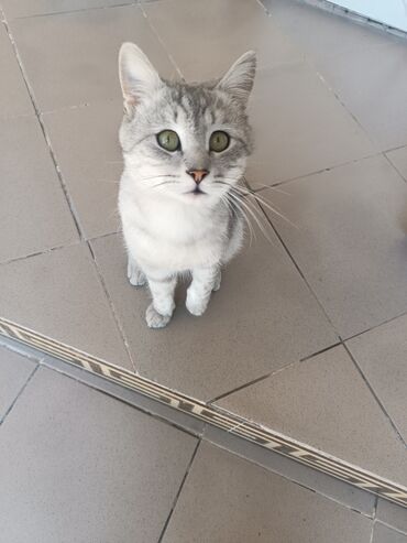 вислоухий кот бишкек: Продаётся кот, 1 год очень ласковый, дружелюбный