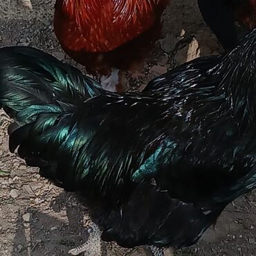 Xoruzlar: Sort xoruzlardır qarışıqda var sortlarda var 10 aylıqdı. Real almaq -da lalafo.az — 7 Xoruzlar: Sort xoruzlardır qarışıqda var sortlarda var 10 aylıqdı. Real almaq — 7