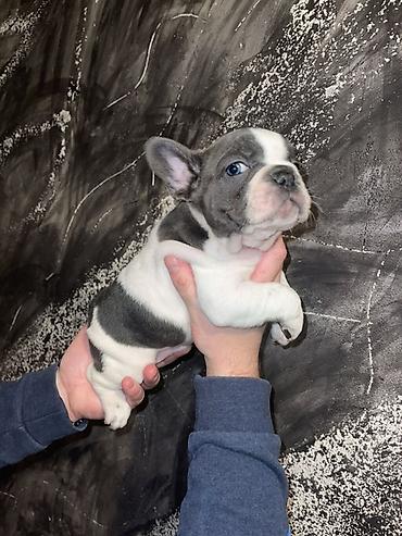 Psi: Francuski buldog štenci – merle i bele šare, plave oči - Rasa — 9