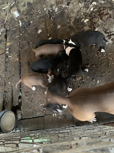 Продажа собак: Щенки с короткой гладкой шерстью, мощным телосложением и широкими — 9