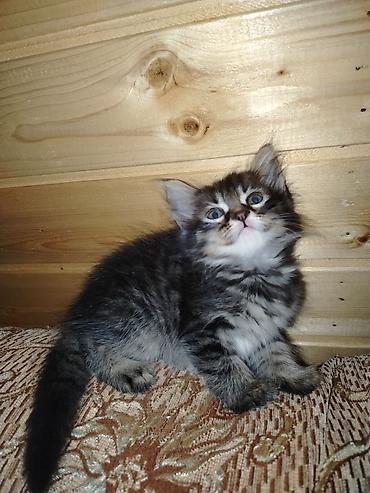 Pişiklər: Türk anqora, Erkək, Dişi, Yaxşı əllərə, Pulsuz çatdırılma — 2