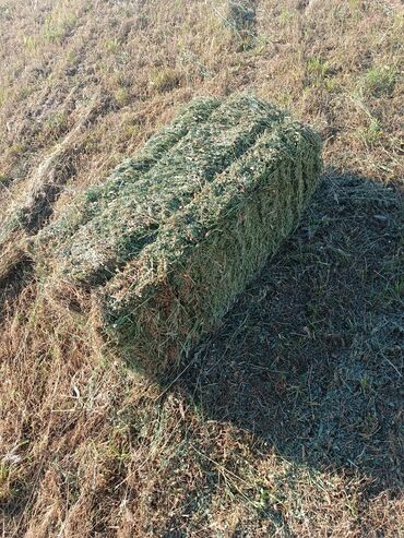 ош собака: Сена, Чоп 220тук. С поле 170. Беде чоп аралаш