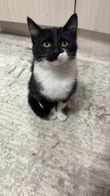 tuxedo порода кошек цена: 4 месяца, Мальчик, Приучена к лотку, Проглистована — 1
