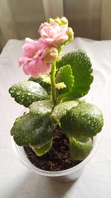 Другие комнатные растения: Разные комнатные растения. Чтобы узнать стоимость конкретного растения at lalafo.kg — 9 Другие комнатные растения: Разные комнатные растения. Чтобы узнать стоимость конкретного растения — 9