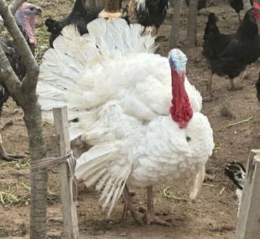 kənd təsərrüfatı heyvanları: Dişi, Yumurtalıq, Pulsuz çatdırılma, Rayonlara çatdırılma