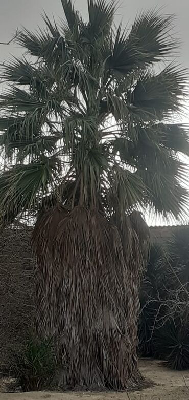 palma ağacı satışı: PALMA AĞACI
Satılır