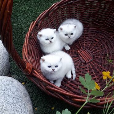 Коты: Куплю срочно 6 кошечек породы шотландская серебристая шиншилла