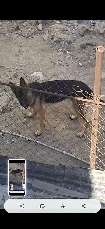 Alman çoban iti, 7 ay, Erkək, Peyvəndli, Ünvandan götürmə lalafo.az -da Alman çoban iti, 7 ay, Erkək, Peyvəndli, Ünvandan götürmə