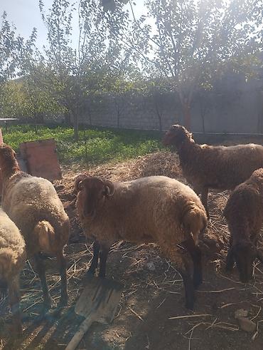 qırqovul qiyməti: Şəkildə gördüyünüz 5 baş heyvanlar satılır, 4-nün diri çəkisi 40-45 kq — 2